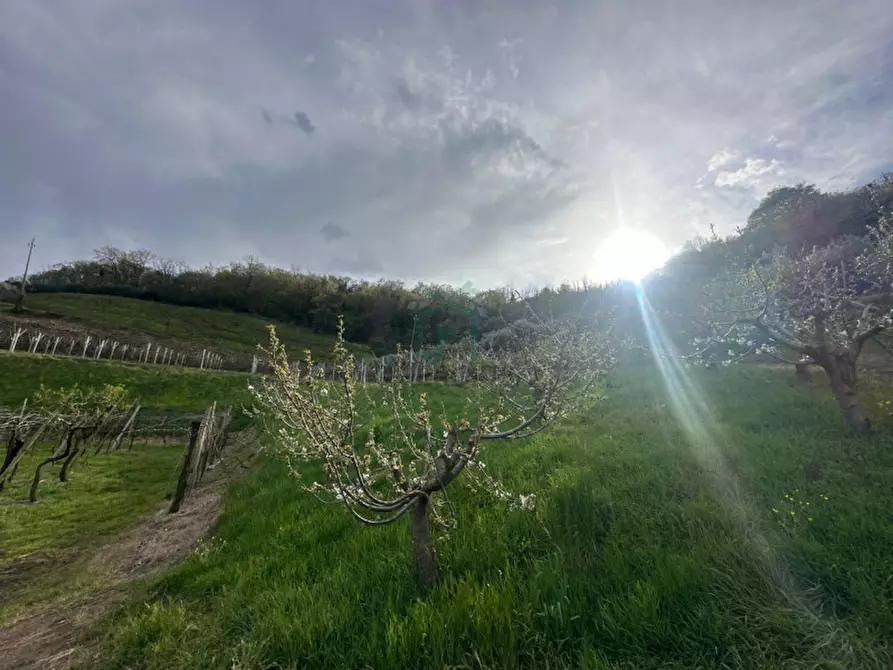 Immagine 7 di Terreno in vendita  in via santa maria a Roncà