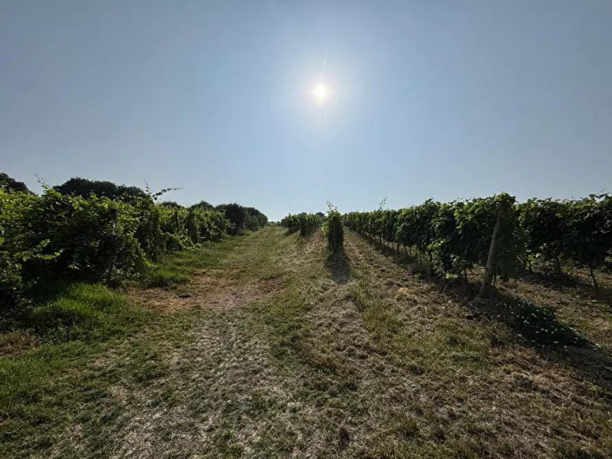 Immagine 15 di Casa indipendente in vendita  in VIA MONTEVENDA N. 14 a Vo