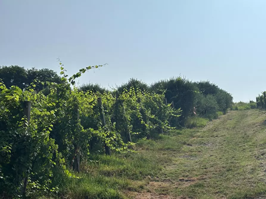 Immagine 16 di Casa indipendente in vendita  in VIA MONTEVENDA N. 14 a Vo