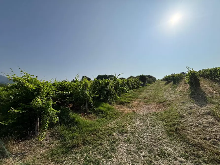 Immagine 17 di Casa indipendente in vendita  in VIA MONTEVENDA N. 14 a Vo