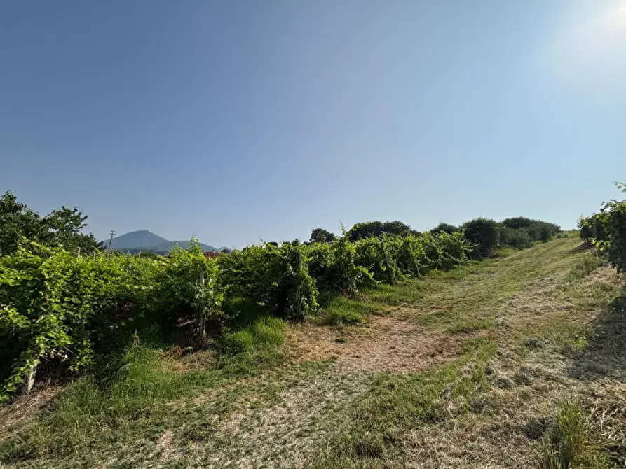 Immagine 19 di Casa indipendente in vendita  in VIA MONTEVENDA N. 14 a Vo