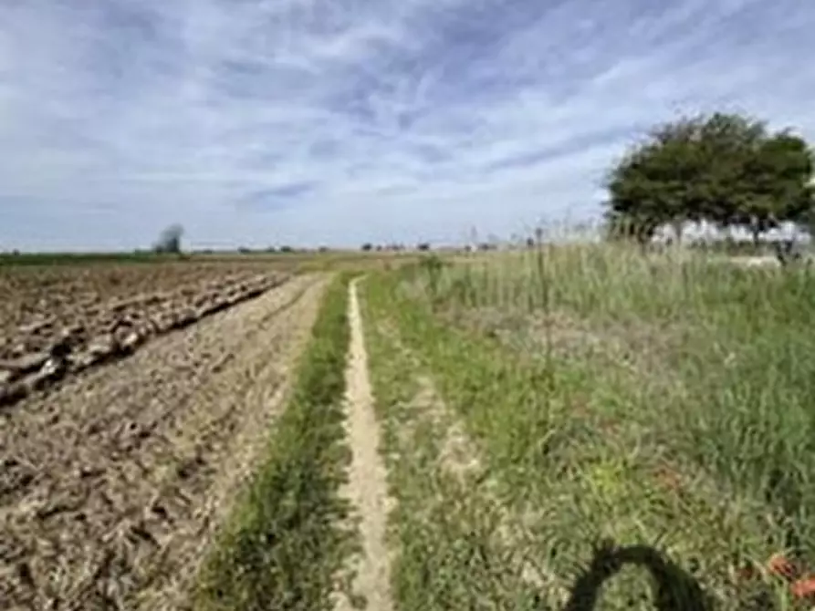 Immagine 4 di Terreno in vendita  in VIA CASOTTI a Nogara