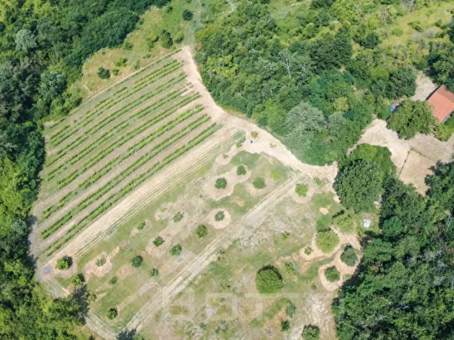 Immagine 3 di Villa in vendita  in Frazione Casareggio a Monleale