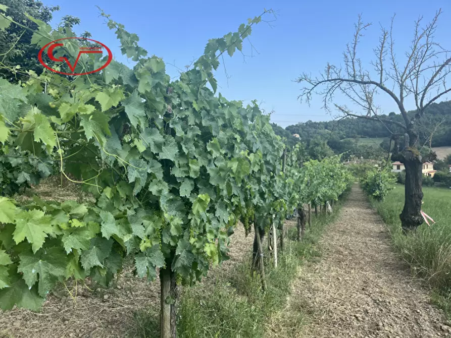 Immagine 4 di Rustico / casale in vendita  in Strada delle Ville a Terranuova Bracciolini
