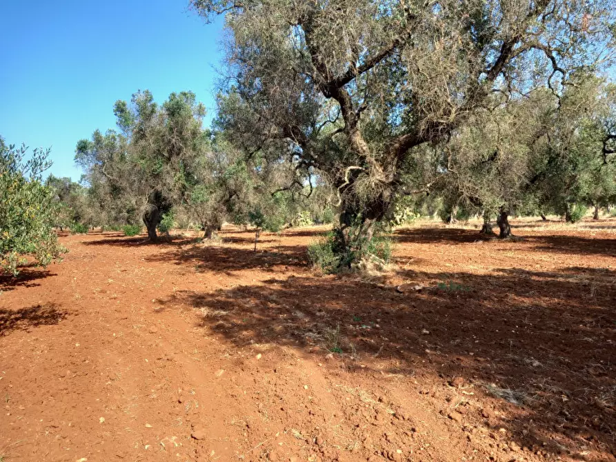 Immagine 15 di Villa in vendita  in C.da Don Giulio a Francavilla Fontana