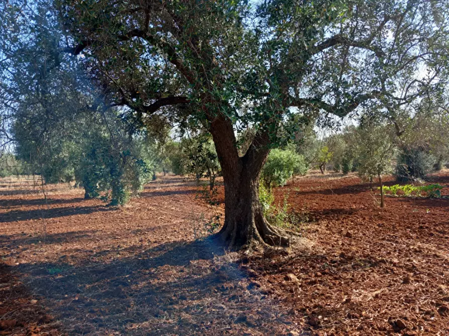 Immagine 16 di Villa in vendita  in C.da Don Giulio a Francavilla Fontana
