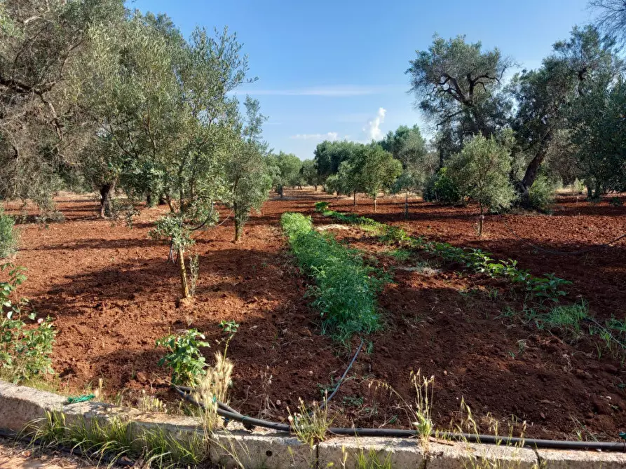 Immagine 19 di Villa in vendita  in C.da Don Giulio a Francavilla Fontana