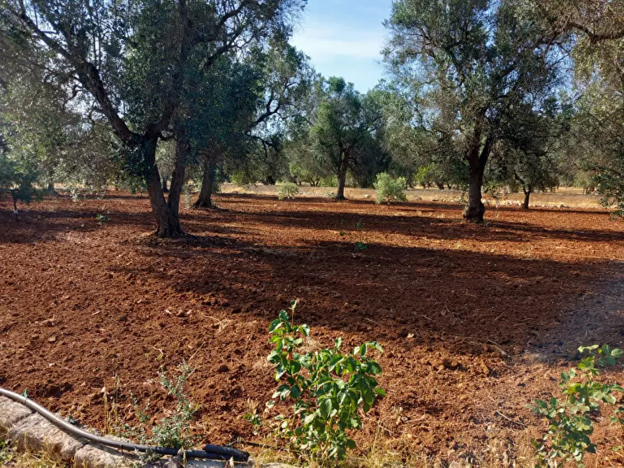 Immagine 20 di Villa in vendita  in C.da Don Giulio a Francavilla Fontana