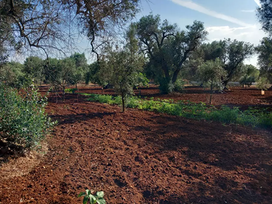 Immagine 22 di Villa in vendita  in C.da Don Giulio a Francavilla Fontana