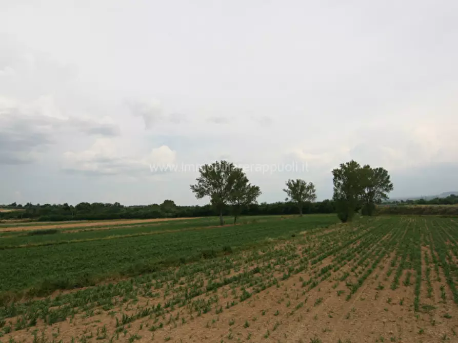 Immagine 17 di Rustico / casale in vendita  a Sinalunga