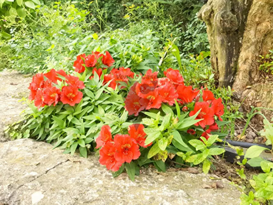 Immagine 29 di Appartamento in vendita  a Mira