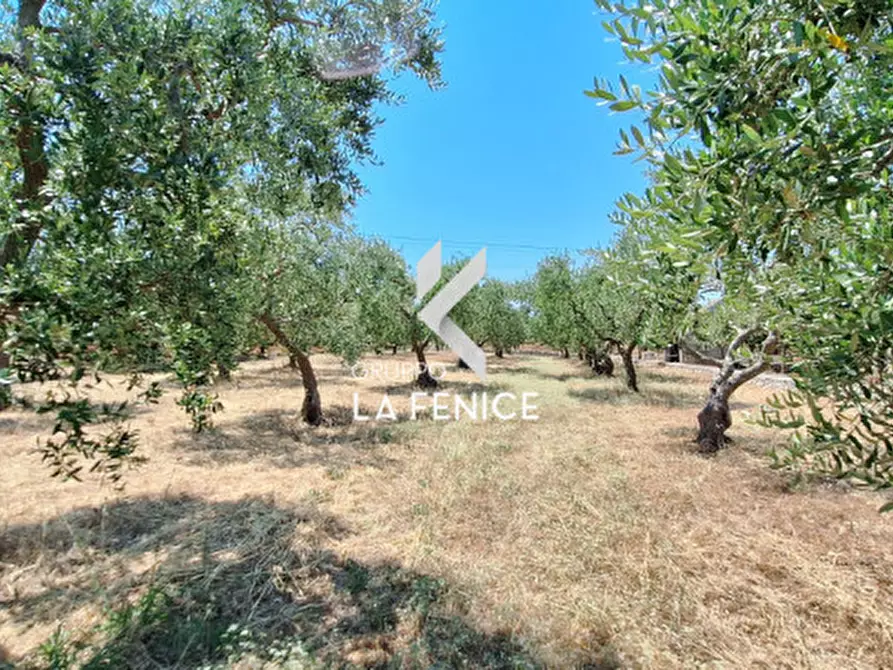 Immagine 23 di Terreno in vendita  in c.da Pentimi a Locorotondo