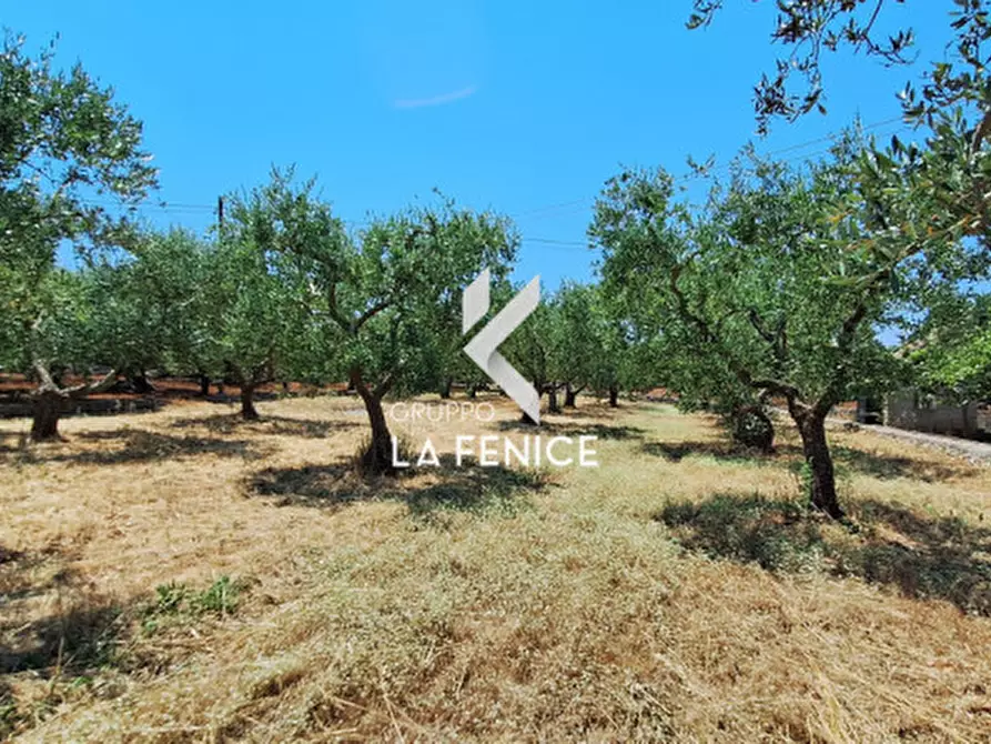 Immagine 26 di Terreno in vendita  in c.da Pentimi a Locorotondo