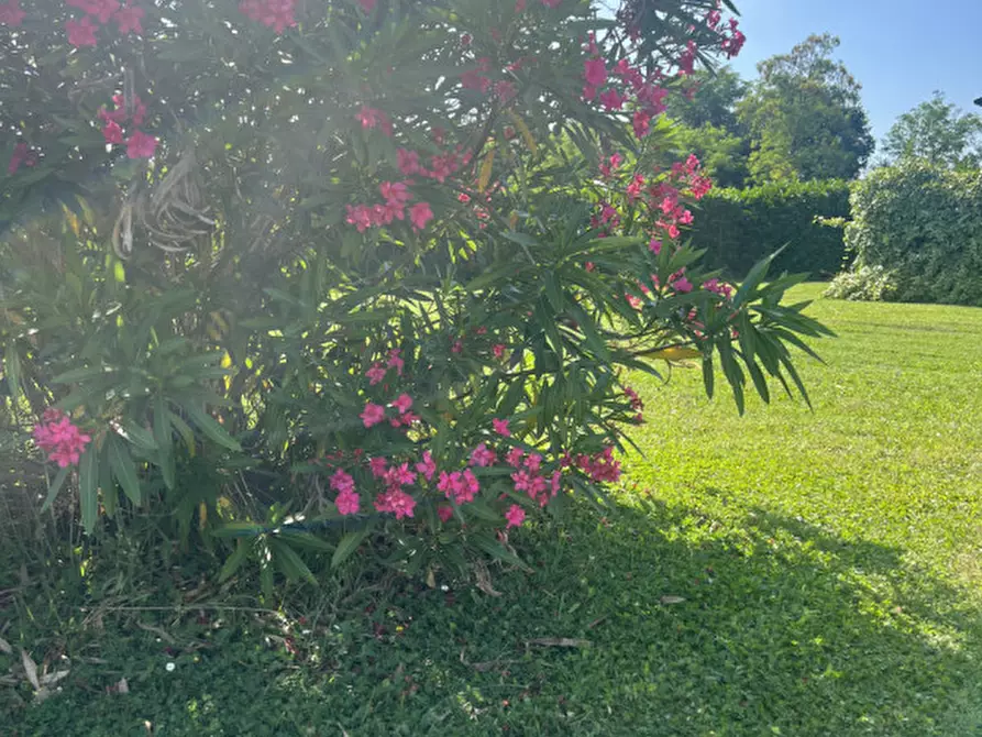 Immagine 32 di Casa bifamiliare in vendita  in Via Papa Pio X 3 a Campo San Martino