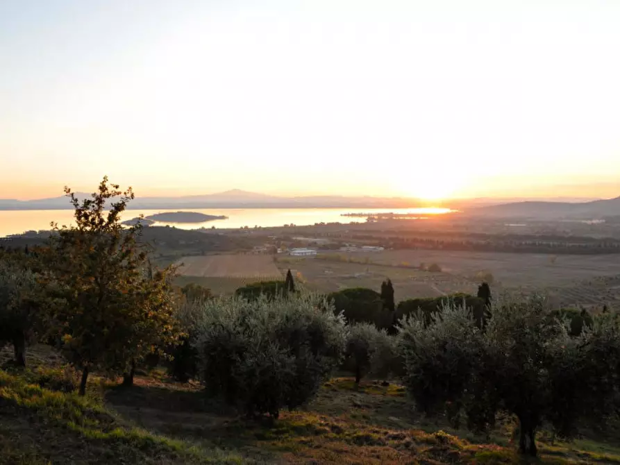 Immagine 5 di Terreno in vendita  in loc Toppello a Passignano Sul Trasimeno