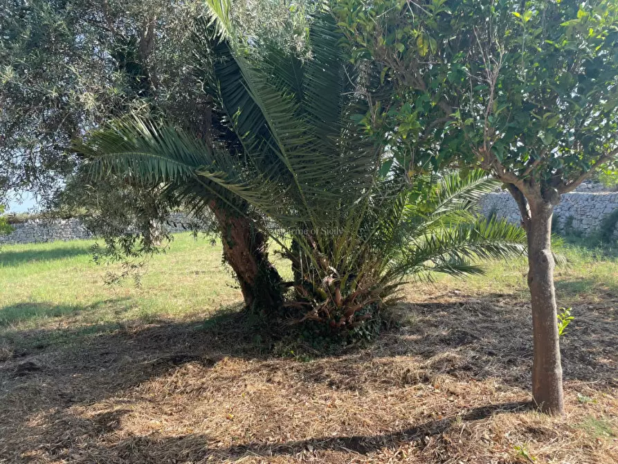 Immagine 23 di Casa indipendente in vendita  in via comunale passo gatta cozzo lupi a Modica