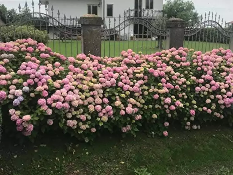 Immagine 1 di Villa in vendita  a Dolo