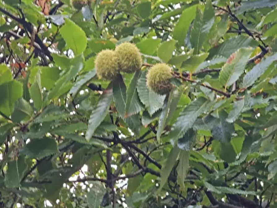 Immagine 13 di Terreno in vendita  in VIA FORESTANA a Cinto Euganeo