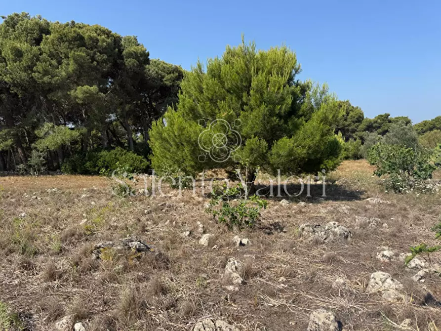 Immagine 7 di Terreno in vendita  in Strada Vicinale Barbuglia a Parabita