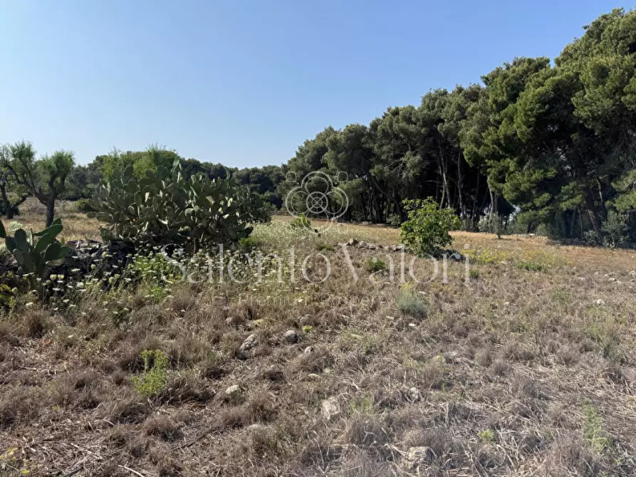 Immagine 10 di Terreno in vendita  in Strada Vicinale Barbuglia a Parabita