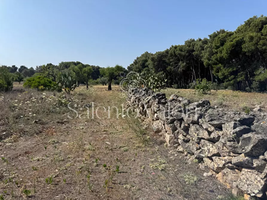 Immagine 11 di Terreno in vendita  in Strada Vicinale Barbuglia a Parabita