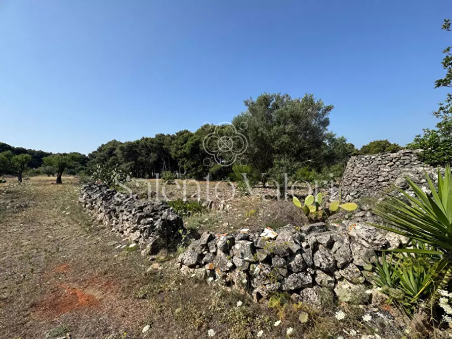 Immagine 12 di Terreno in vendita  in Strada Vicinale Barbuglia a Parabita