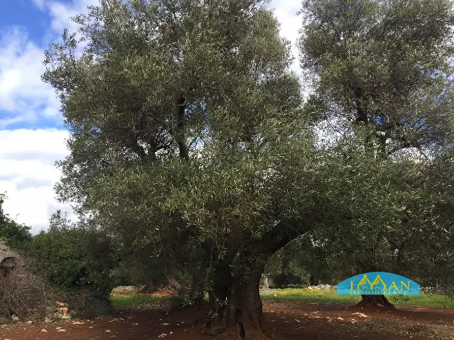 Immagine 4 di Rustico / casale in vendita  in Contrada Montagnulo a Ceglie Messapico