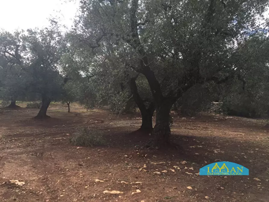 Immagine 5 di Rustico / casale in vendita  in Contrada Montagnulo a Ceglie Messapico