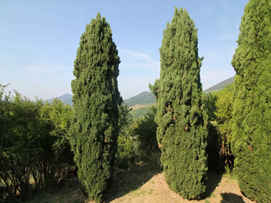 Immagine 16 di Villa in vendita  in Via Dea Santa a Cinto Euganeo