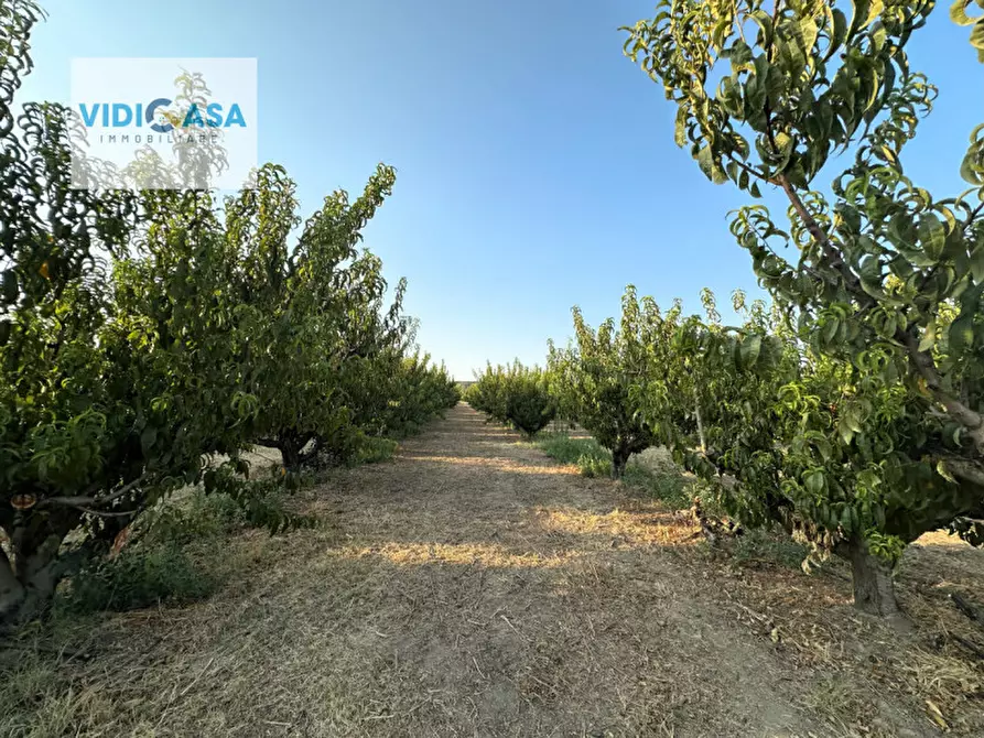 Immagine 34 di Villa in vendita  a Montescaglioso