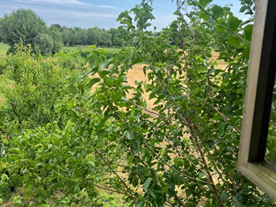 Immagine 5 di Casa bifamiliare in vendita  in Via Cuoro a Solesino