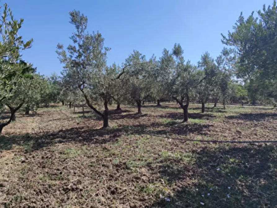 Immagine 22 di Rustico / casale in vendita  in Via Pian del Vicario a Eboli