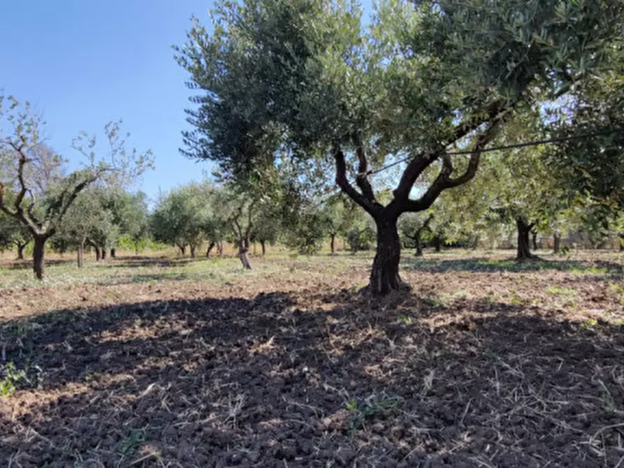 Immagine 25 di Rustico / casale in vendita  in Via Pian del Vicario a Eboli