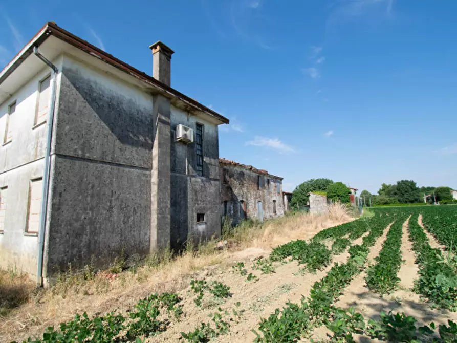 Immagine 4 di Casa indipendente in vendita  a San Giorgio Delle Pertiche