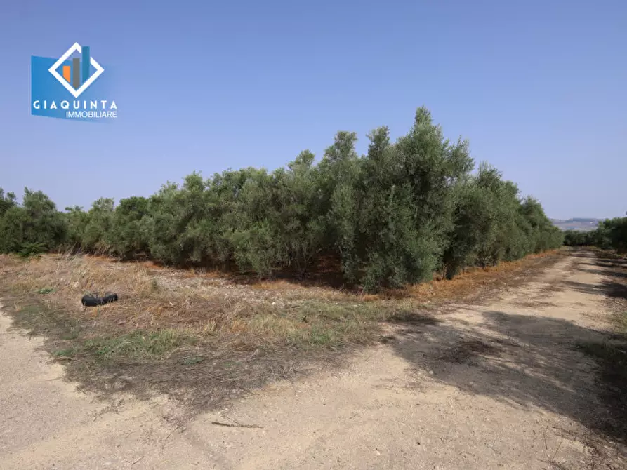 Immagine 24 di Terreno in vendita  in c.da Canalotto snc a Mineo