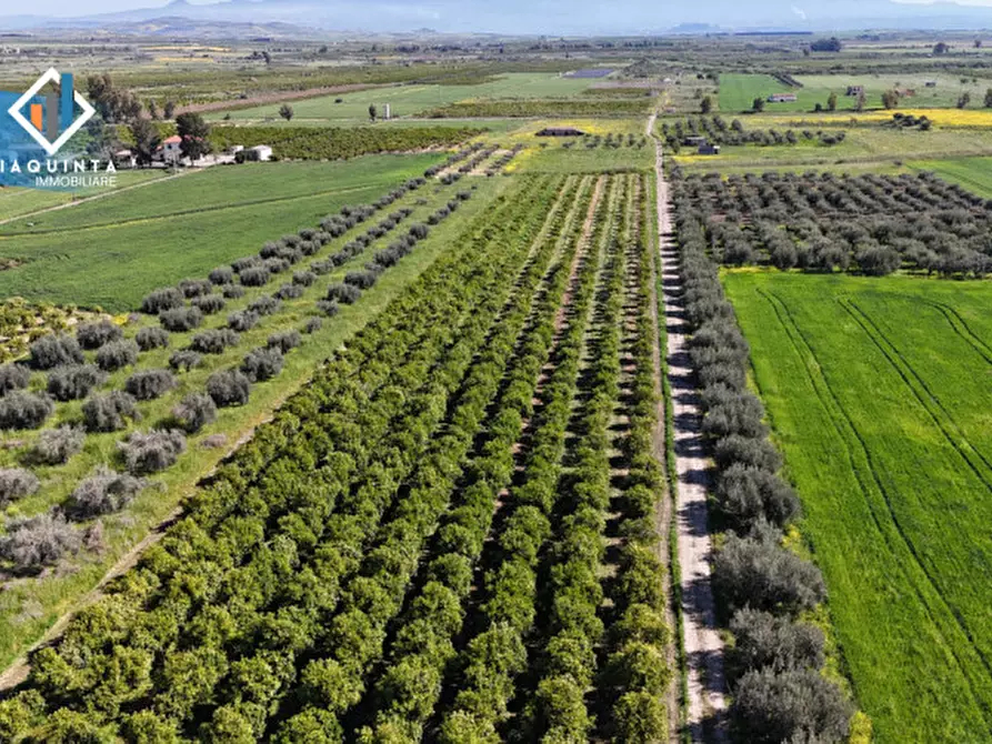 Immagine 4 di Terreno in vendita  in Contrada Polmone a Ramacca