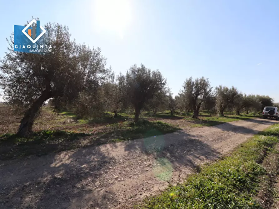 Immagine 7 di Terreno in vendita  in Contrada Polmone a Ramacca
