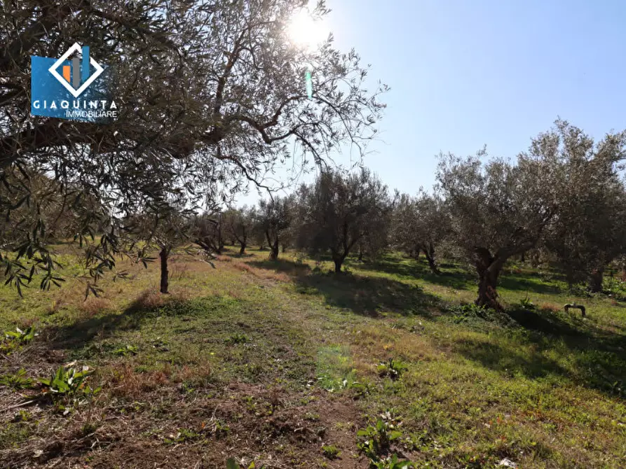 Immagine 15 di Terreno in vendita  in Contrada Polmone a Ramacca