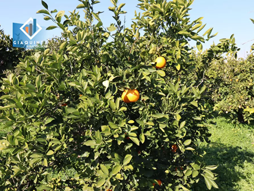 Immagine 18 di Terreno in vendita  in Contrada Polmone a Ramacca