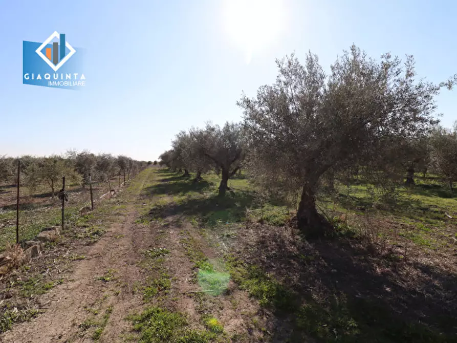 Immagine 23 di Terreno in vendita  in Contrada Polmone a Ramacca