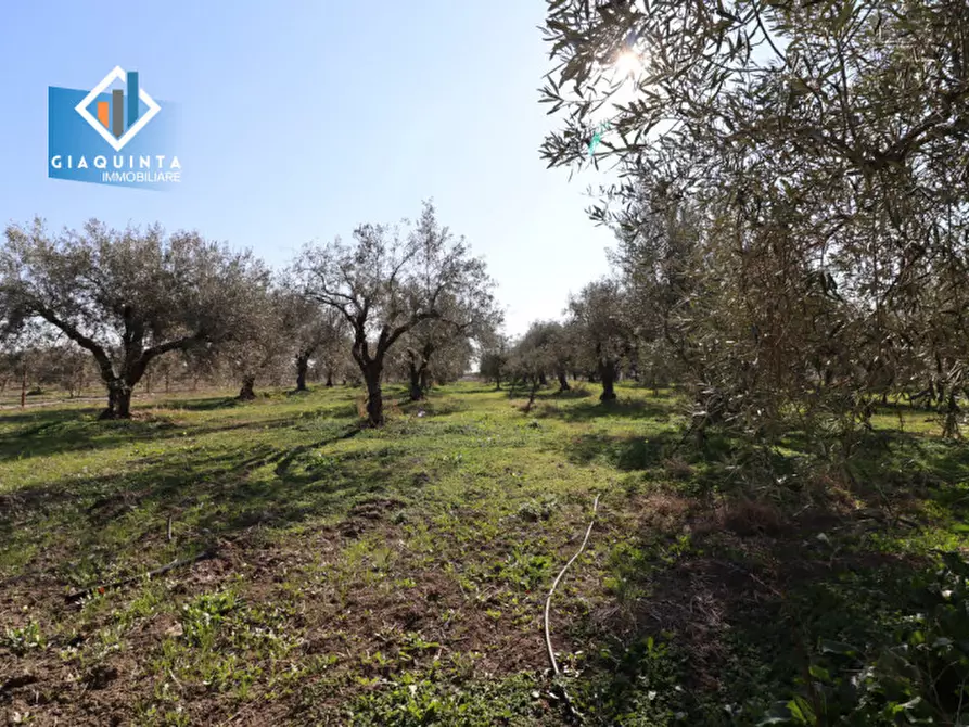Immagine 24 di Terreno in vendita  in Contrada Polmone a Ramacca