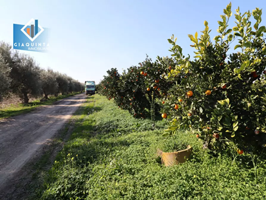 Immagine 28 di Terreno in vendita  in Contrada Polmone a Ramacca