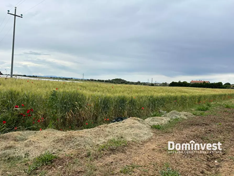 Immagine 5 di Terreno in vendita  in Strada Cacciata Grande a Montalto Di Castro