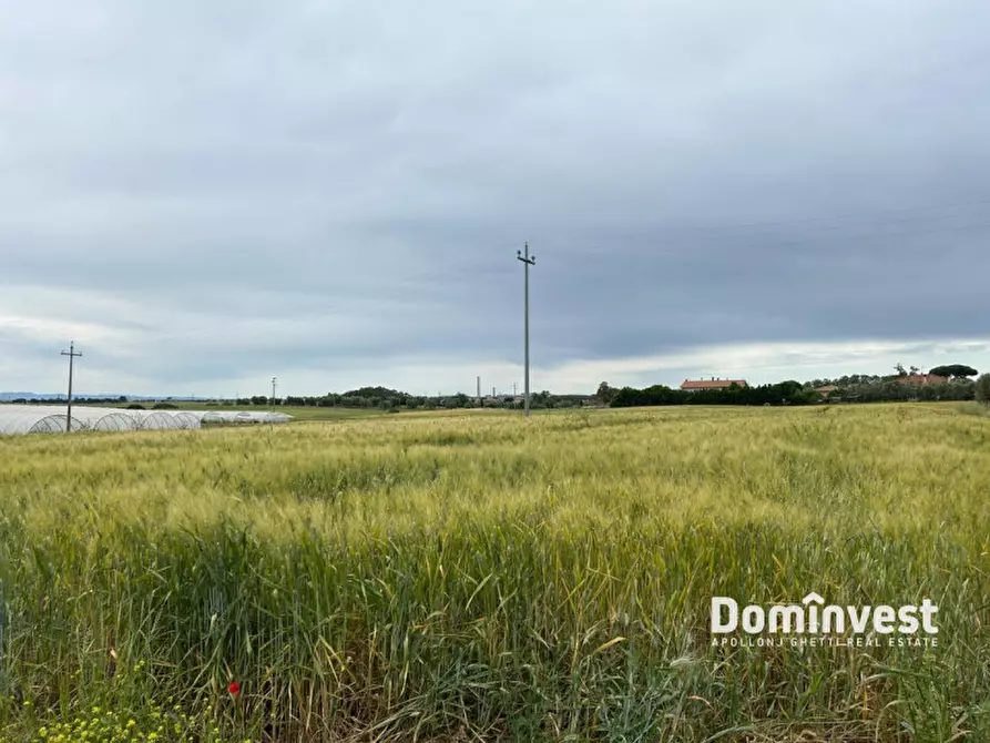 Immagine 6 di Terreno in vendita  in Strada Cacciata Grande a Montalto Di Castro