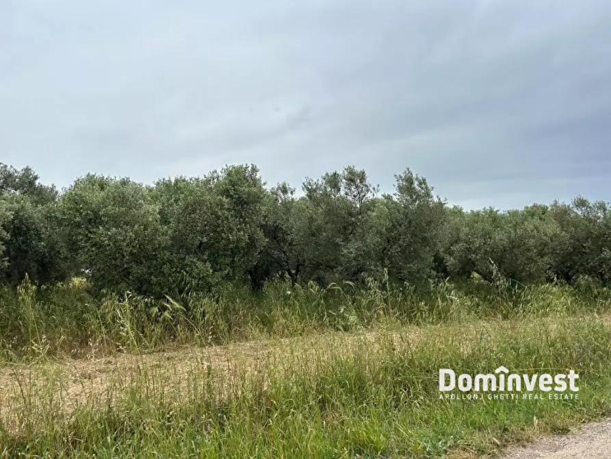 Immagine 9 di Terreno in vendita  in Strada Cacciata Grande a Montalto Di Castro