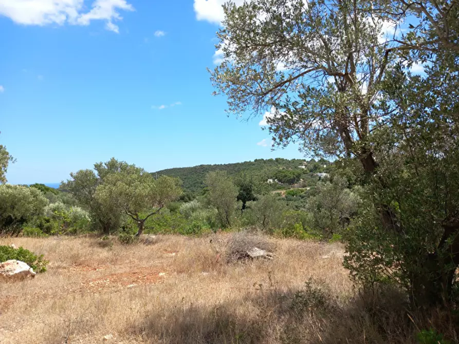 Immagine 35 di Rustico / casale in vendita  in C.da La Chiusa a Ostuni