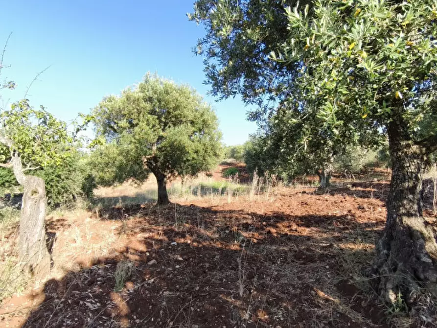 Immagine 16 di Rustico / casale in vendita  in San Marco a Locorotondo