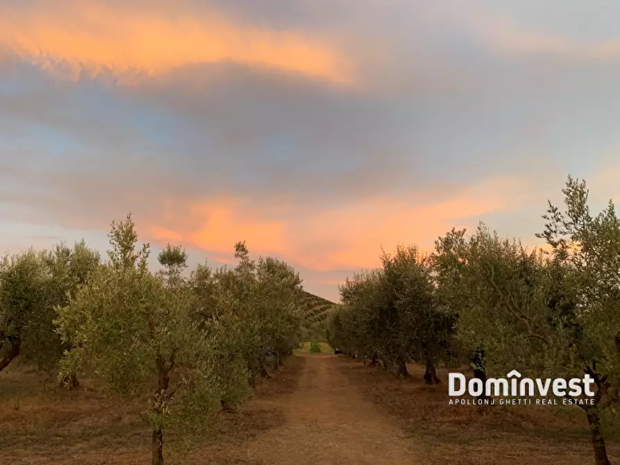 Immagine 4 di Rustico / casale in affitto  in Monteti a Capalbio