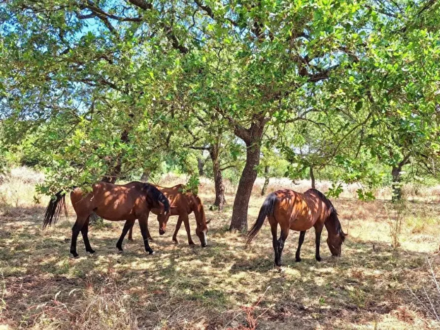 Immagine 30 di Hotel in vendita  in Località Mandra Edera, Abbasanta OR, Italia a Abbasanta