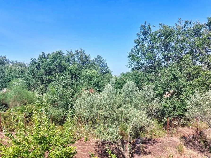 Immagine 3 di Terreno in vendita  in Contrada Nociazza, 95017 Piedimonte Etneo CT, Italia a Piedimonte Etneo
